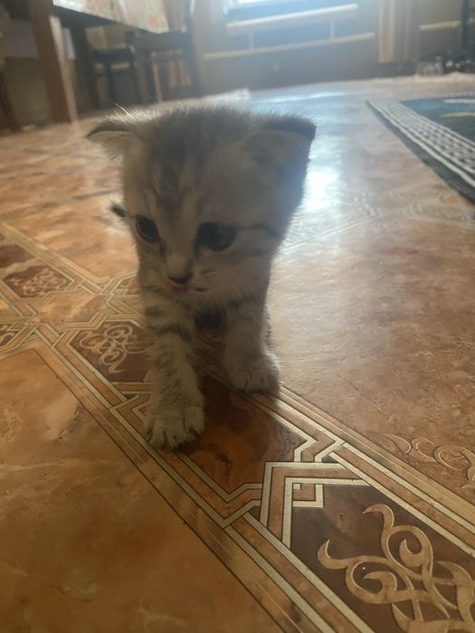 котята домашние