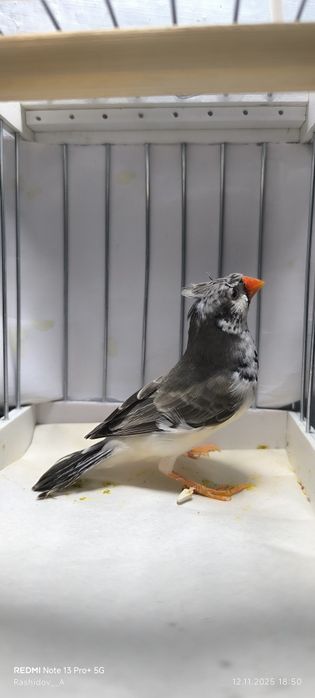 Амадинкала сотилади тайор кушла