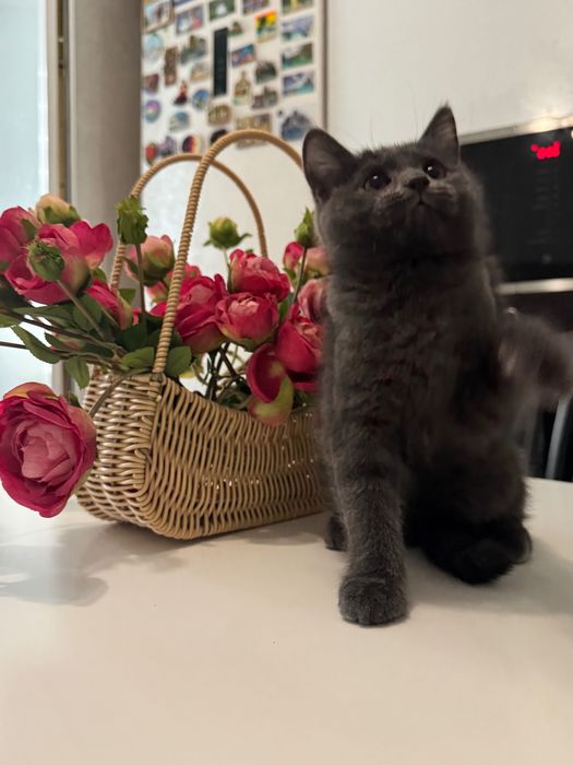 Котята бесплатно