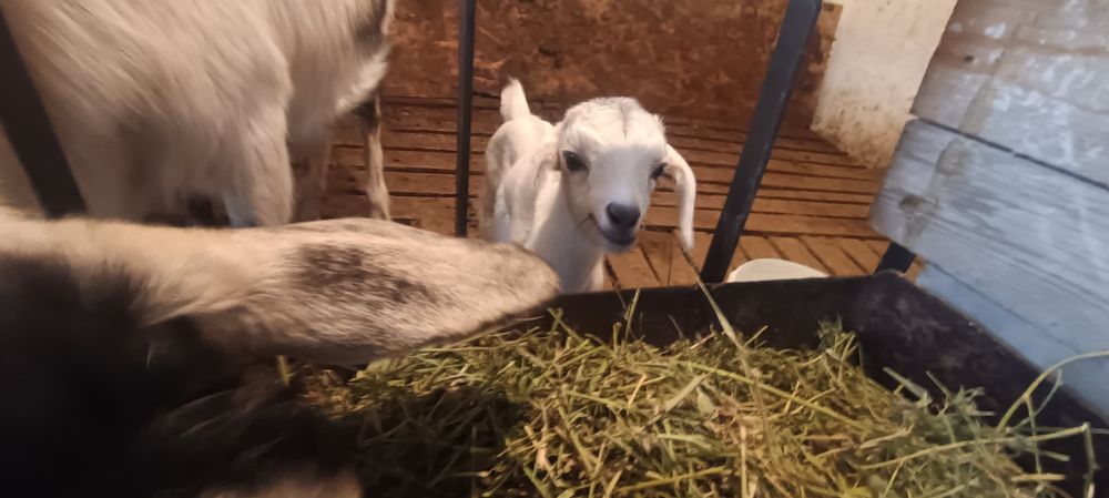 Сауынды ешки Пиякок пародалы