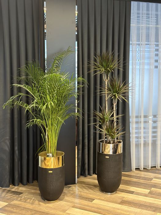 Растения премиум класса