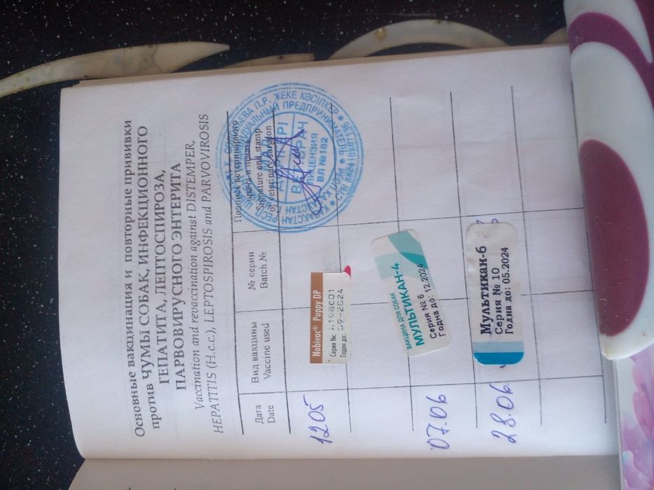 Продам собачку пароды шпиц мальчик.