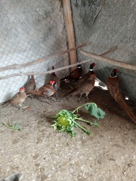 Vând păuni și fazani