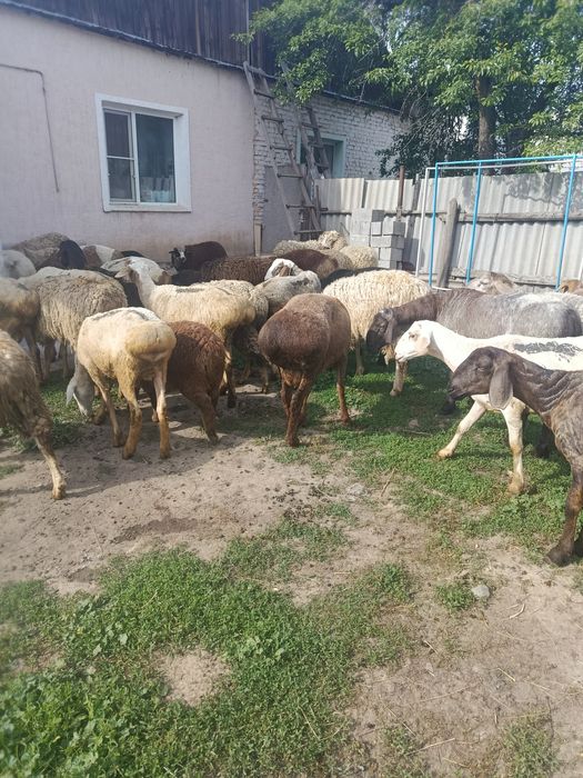 В Продажи Барашки жирные