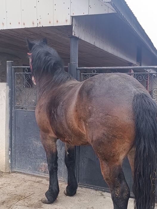 Vând sau schimb cu oi breze