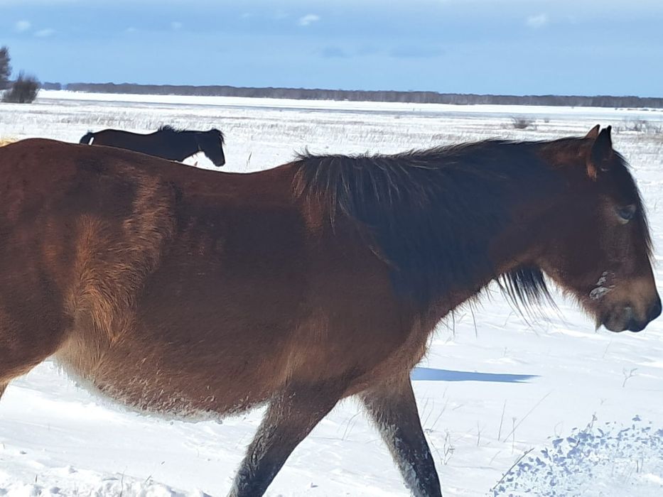 Бие      сатамын