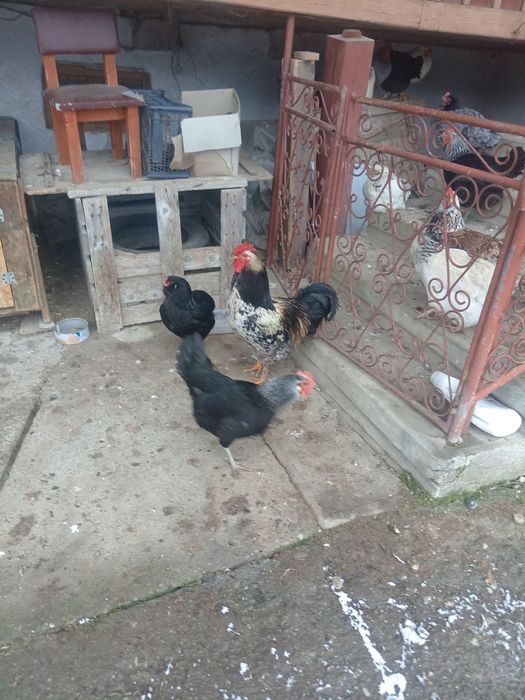 Cocoș de anul trecut