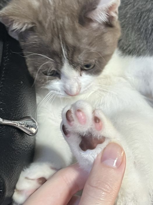 Котенок в заботливые руки