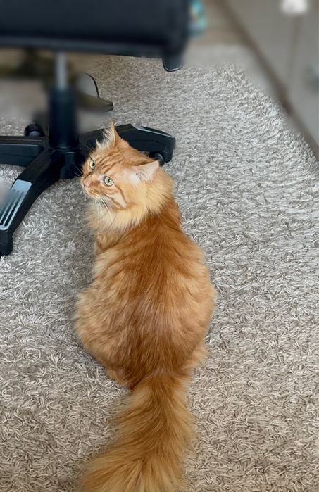 Продаю два ковра