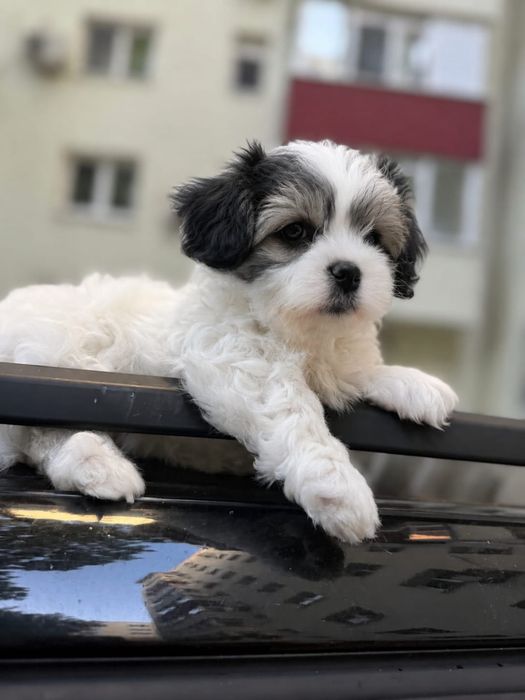 caini shih tzu ' Animale de companie ' OLX.ro