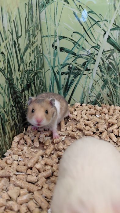 Хомяки из Зоомагазина