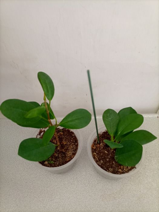 Отростки фикуса.