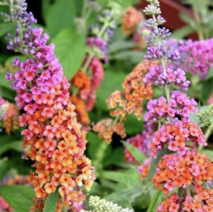 Liliac flower power