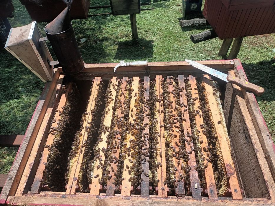 Vînd familii de albine