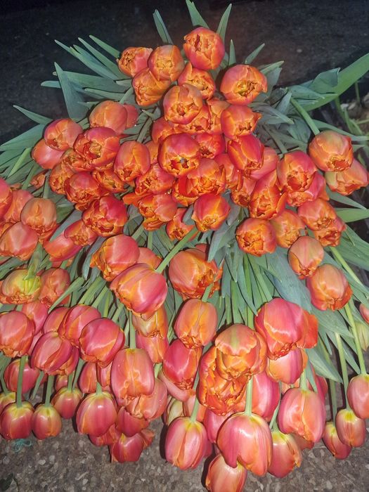 Тюльпаны отборнорные