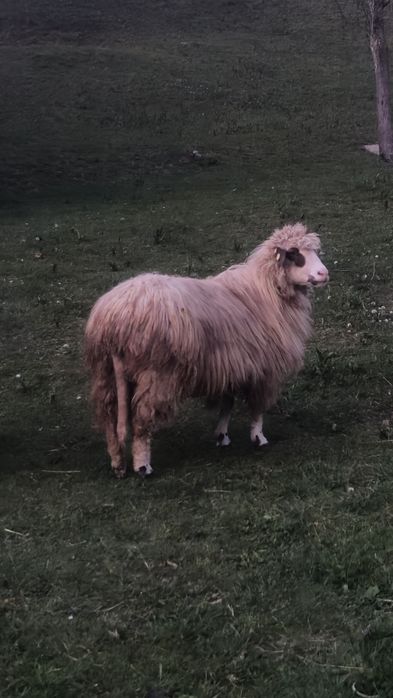 Vând 4 oi și un berbec