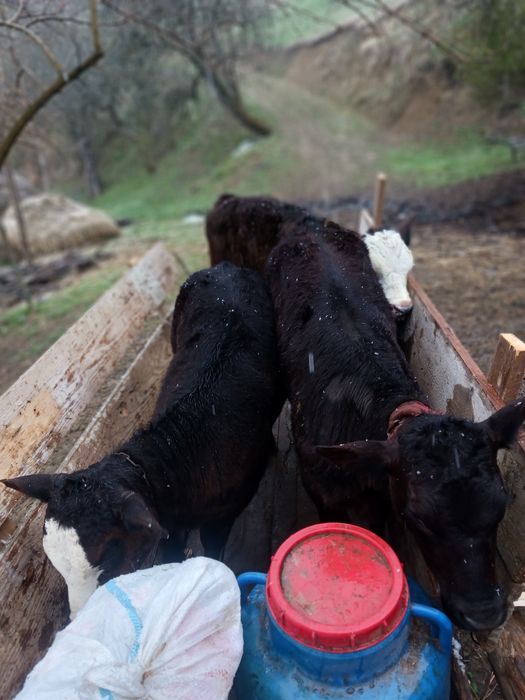 Vând 2 vitele de augus  și 1 vitel stean