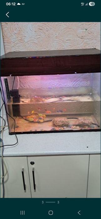 Akvariyum baliqlari  bilan sotoladi