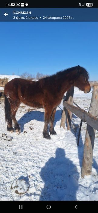 Продам кабылка байтал 2 года.