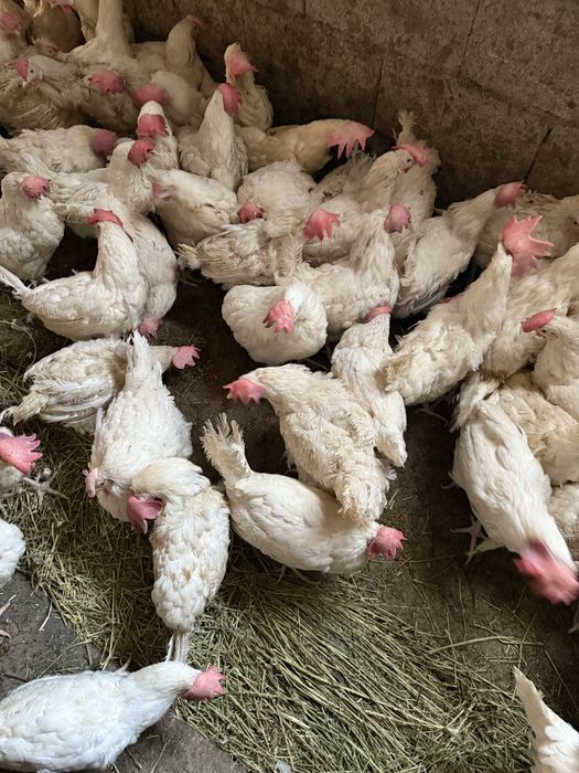 Куры несушки декалбы уайт.
