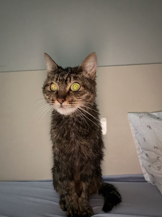 Котенок бесплатно в добрые руки!