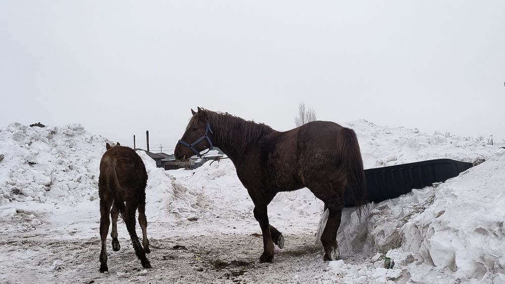 Айғыр сатылады 5жасар