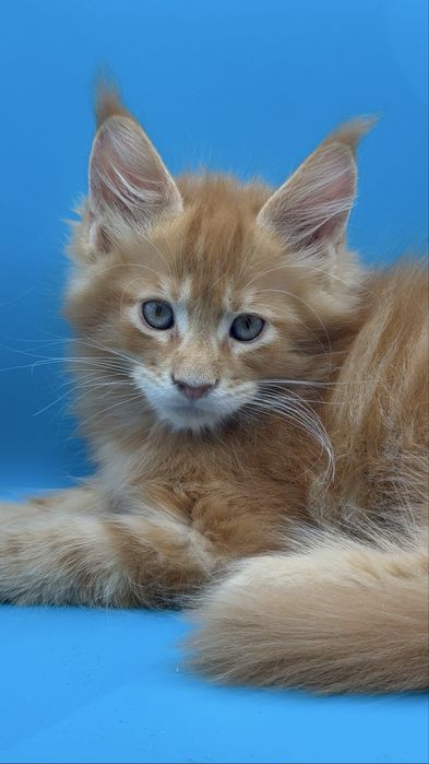 Продается котята моего Meynkun