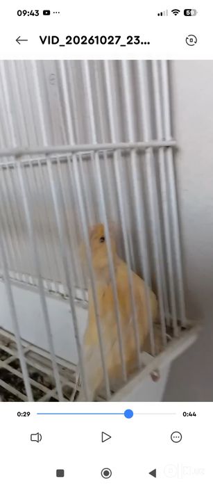 Мода канарейка сотилади
