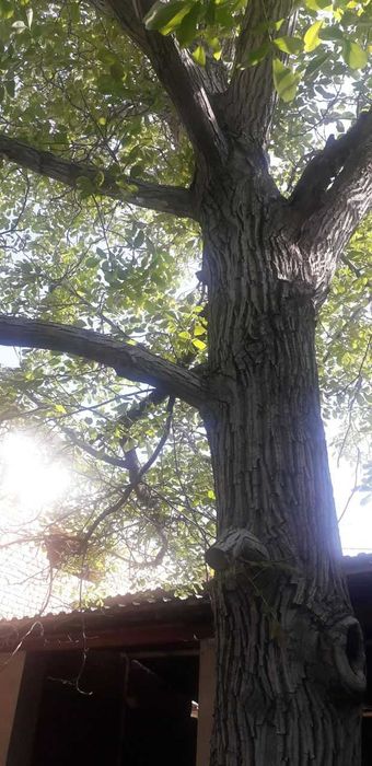 катта ёнгок дарахти