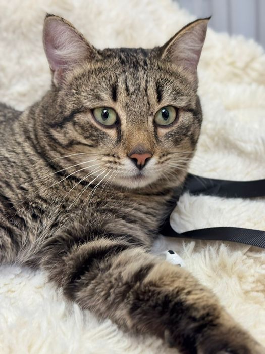 Кот котик молодой