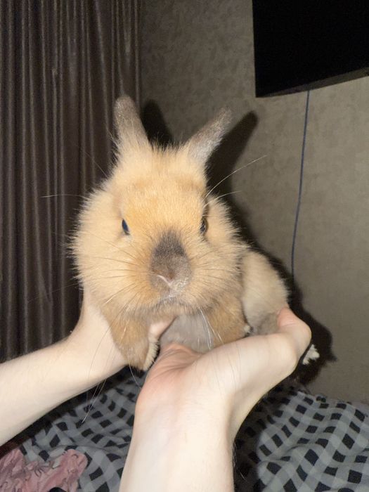 Кролик маленький