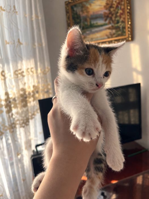 Отдам котят 2 месяца