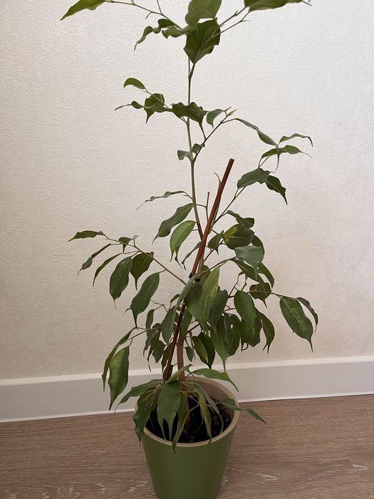 Фикус Бенджамина