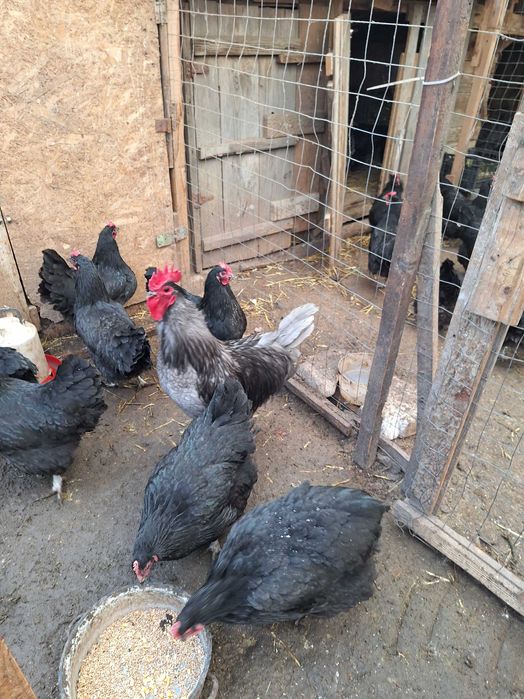 Oua pentru incubat Australorp negru si albastr