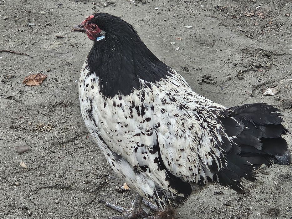 Lakenfelder makyon tozza