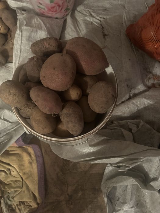 Картофель домашний, отборный!