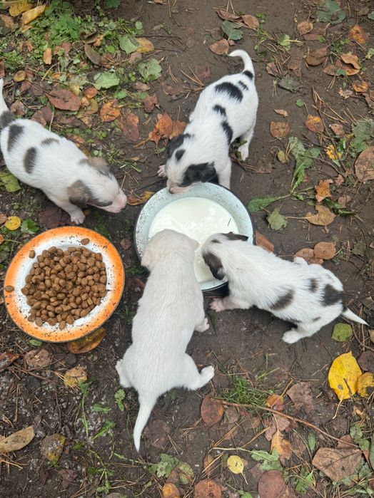 Отдам собаку, девочка.