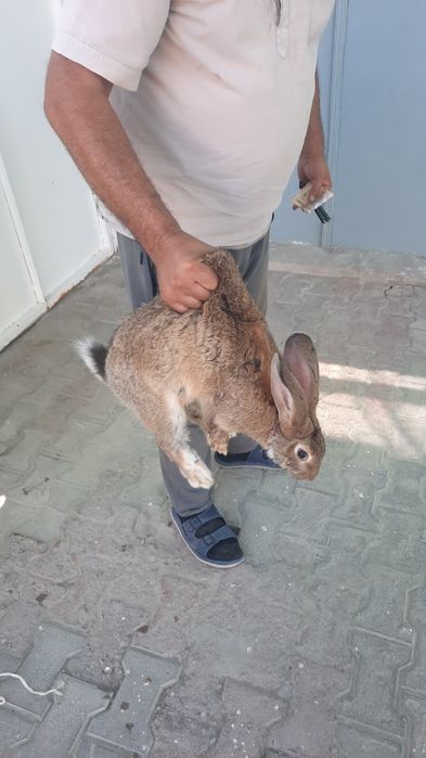 Quyonlar sotiladi xarxil zotlila bor