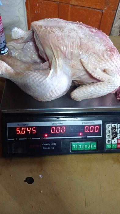 Цыплята бройлер кобб-500