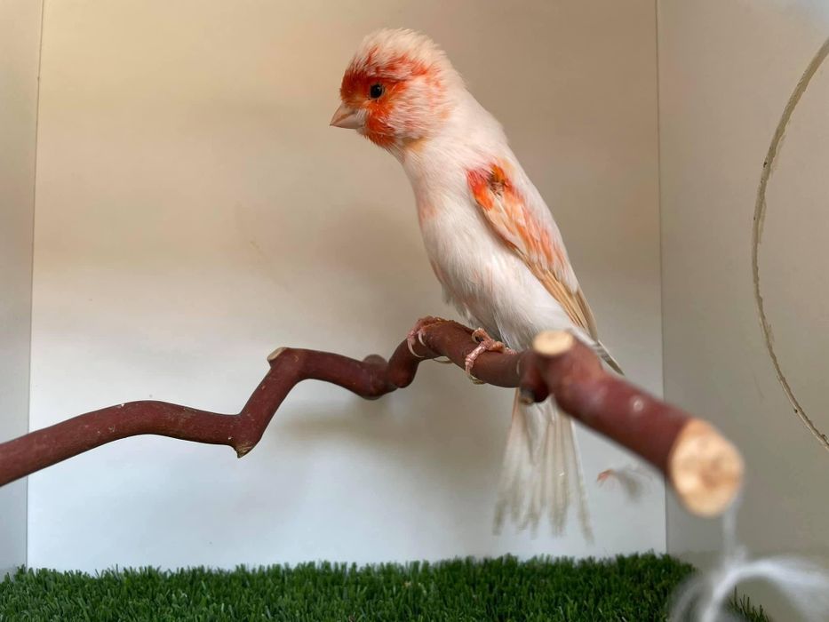 Канарка нар мода ва привазнойлар