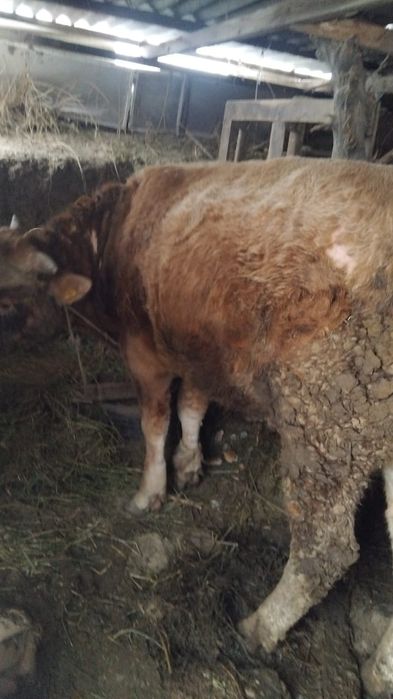 Продам быка бұқа