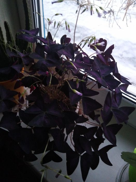 цветы каланхоэ район мичурина