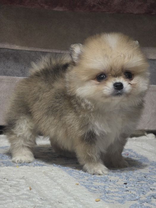 Продам щенка шпиц