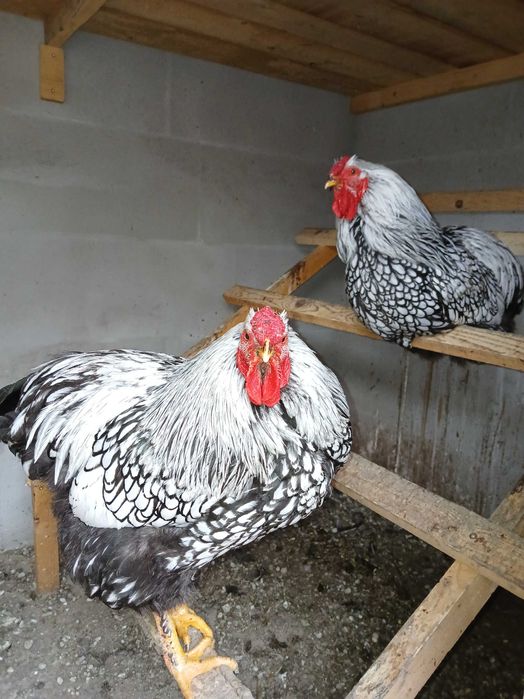 Vând cocoși Wyandott de sase luni.