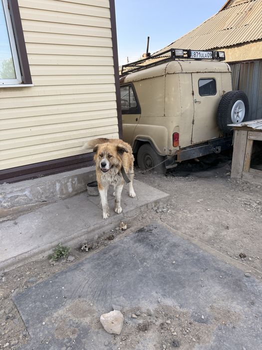 Отдам даром в хорошие руки