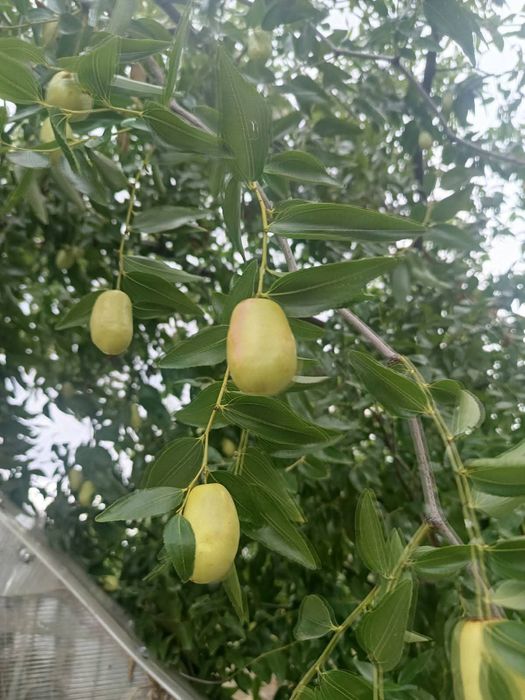 Дръвчета хинап и райска ябълка