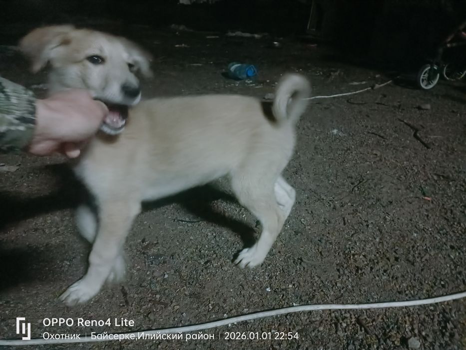 Лайка щенок 2 месяц