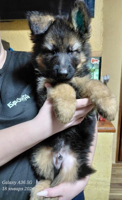 Щенки немецкой овчарки