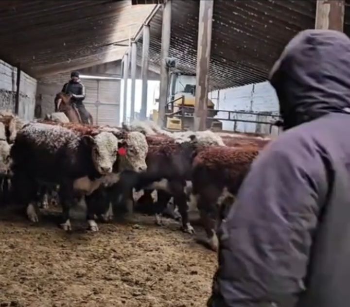 Букалар таза акбас 30