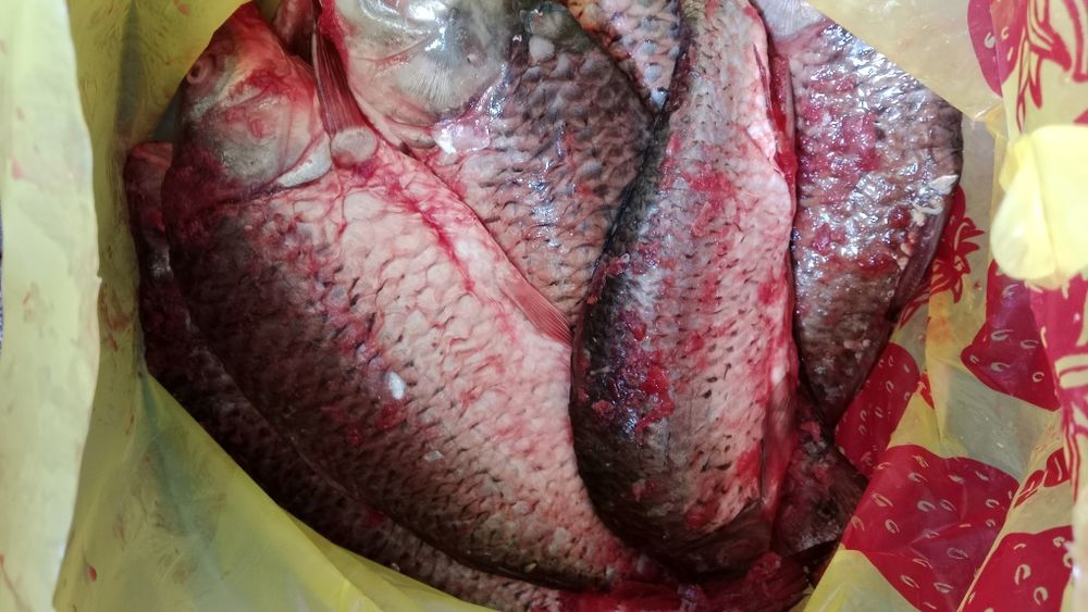 Аршылған сазан сатылады